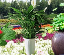 成都花卉租赁公司为您介绍室内花卉的养殖方法