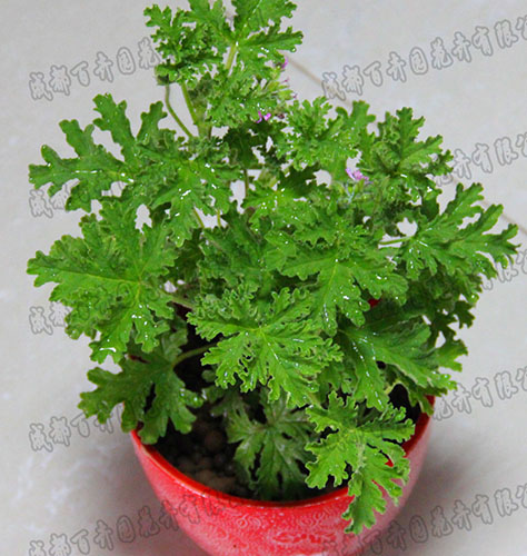 成都植物租摆
