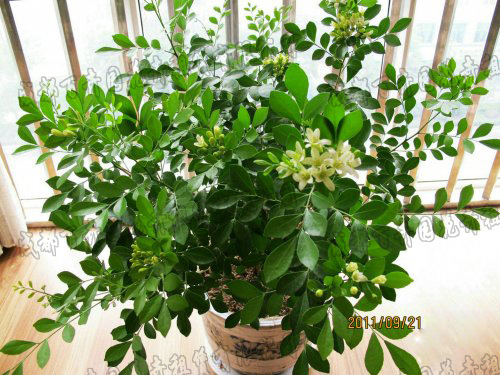 成都租花