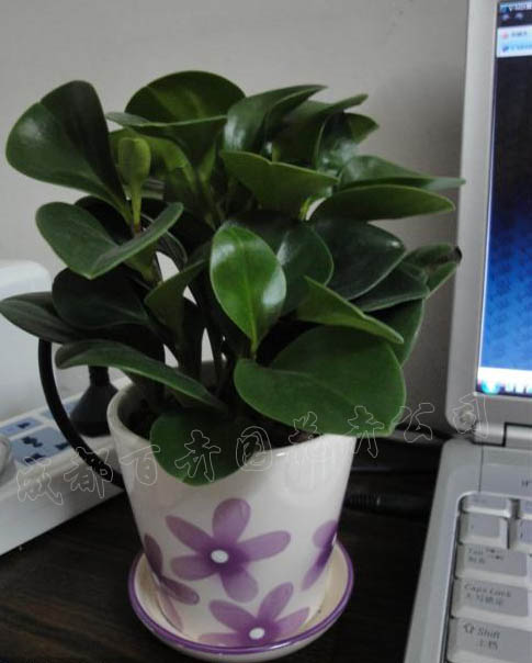 成都植物租摆