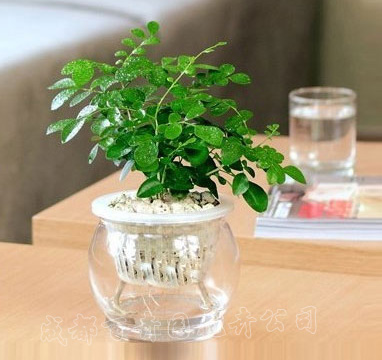 成都植物租摆