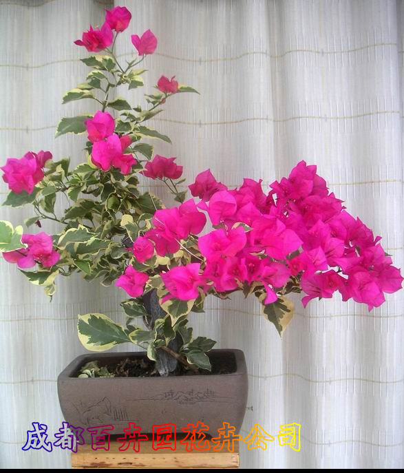 成都花卉租赁