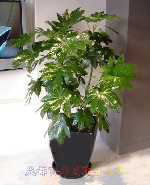 成都植物租赁