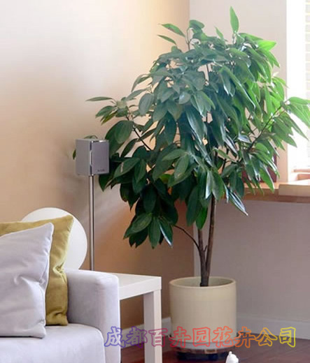 平安树在成都植物租赁中有着重要的角色