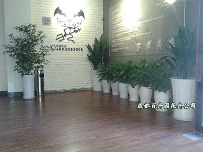 成都花卉租赁