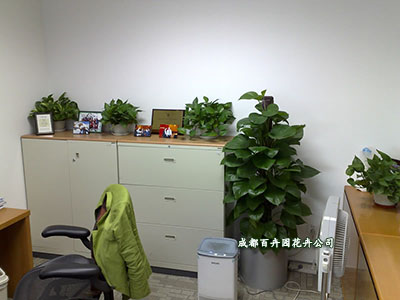 室内盆栽植物