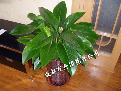 成都租花公司