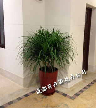 成都租花公司