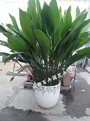 成都租花公司