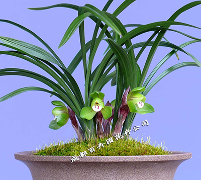 成都租花公司