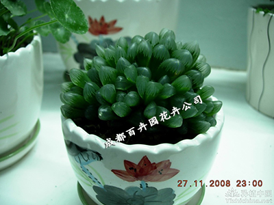 成都植物租赁公司