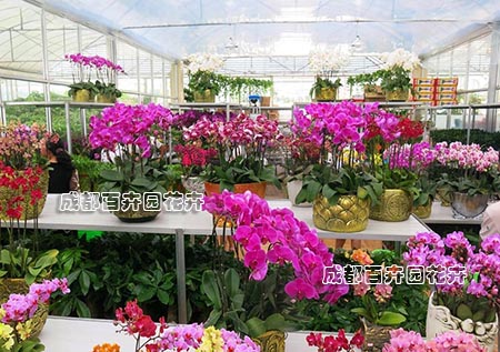  2017盆栽租赁单价，植物租赁价格，花卉租摆套餐，绿植出租报价单