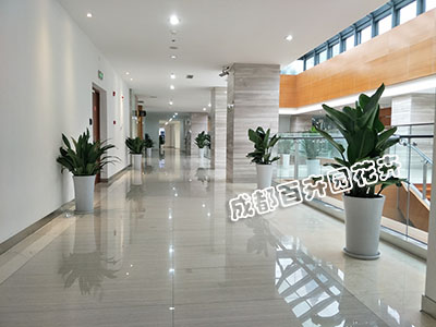   2018年成都植物租赁价格