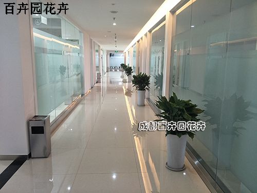 成都办公室租植物花卉,租绿植