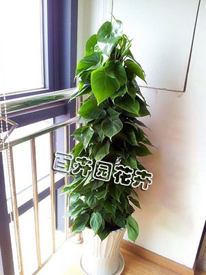 成都植物租赁