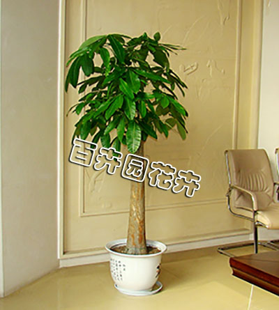 成都植物出租