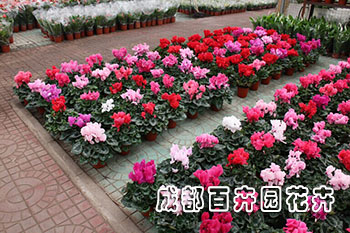 成都花卉租赁