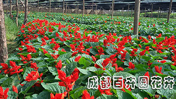 成都花卉租赁