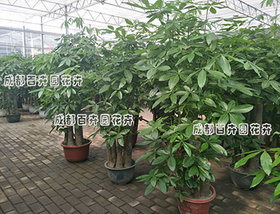 成都植物租摆