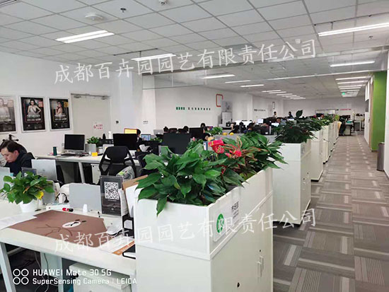 绿植租赁公司是如何养护植物的