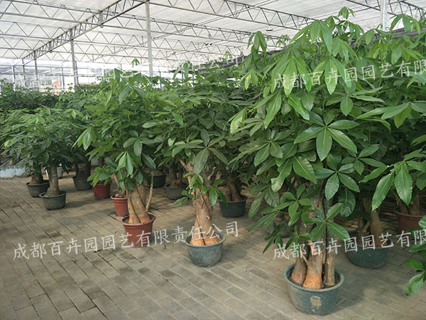成都植物租赁公司哪家好