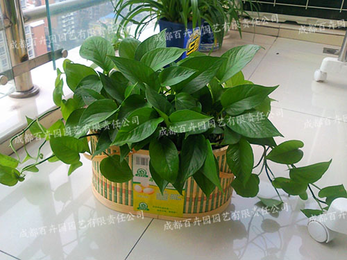 成都植物租赁:绿萝的病虫害预防与治疗