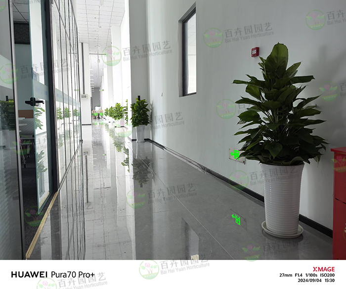植物租摆进入冬季的保暖方法及注意事项