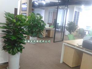 成都植物租赁:武侯区植物租赁南门服务点