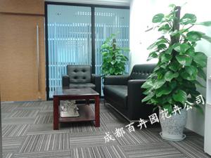 成都盆栽植物出租公司谈谈如何选择适合盆栽植物的土壤