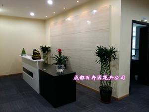 【成都植物租摆公司】提供公司盆栽植物租摆方案