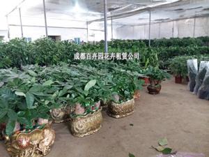 2016成都办公室植物租赁费用价格表