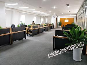 刚装修的办公室租赁那几种植物除甲醛更有效呢？