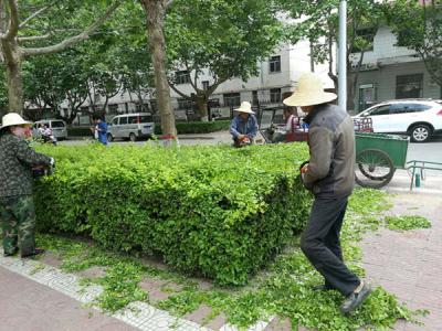 绿化养护绿篱修剪