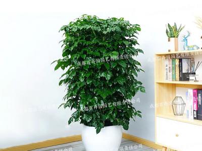  成都植物租赁-大型盆栽植物绿宝