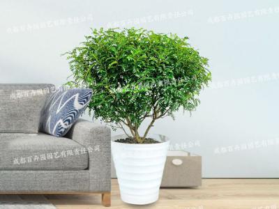  成都植物租赁-大型盆栽植物清香木