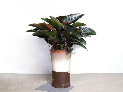 成都盆栽植物租赁(红钻) 
