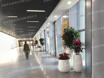 成都花卉租摆组盆造景