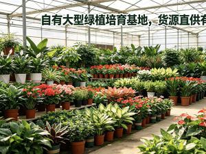 绿植销售