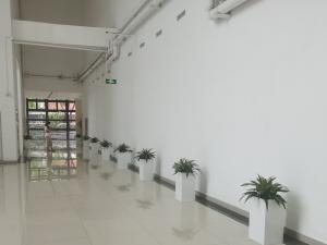 室内绿植软装兴起，绿植租赁成为商业空间绿化主流方案