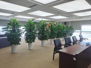 企业办公绿植租赁常态化托管，贴心服务助力企业美化办公环境