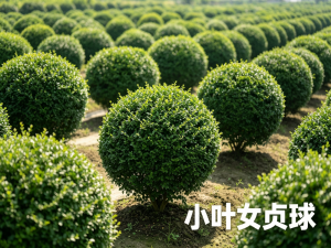 庭院花园绿化植物-小叶女贞球