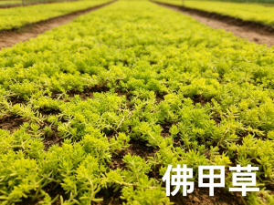 庭院花园绿化植物-佛甲草