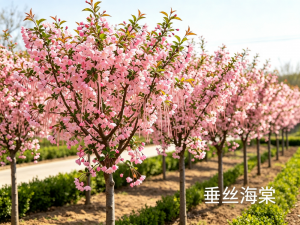 庭院花园绿化植物-垂丝海棠